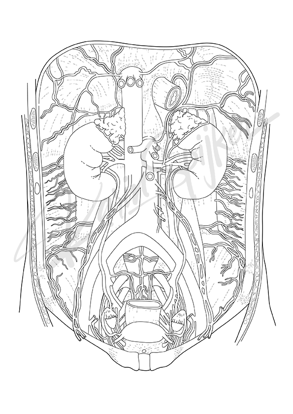 The Urinary System Explained Illustration of the urinary system, highlighting its organs and functions for educational purposes.