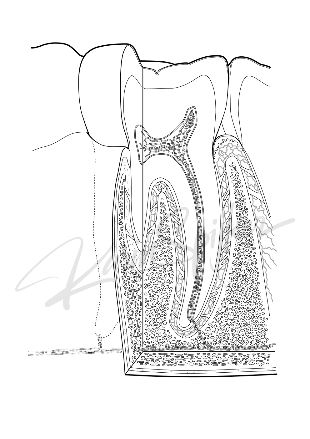 Tooth Anatomy Vector Linework Illustration Detailed tooth anatomy illustration showcasing vector linework design.