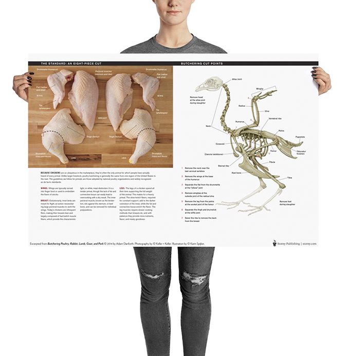 Anatomy poster featuring a chicken bird skeleton and chicken meat for food