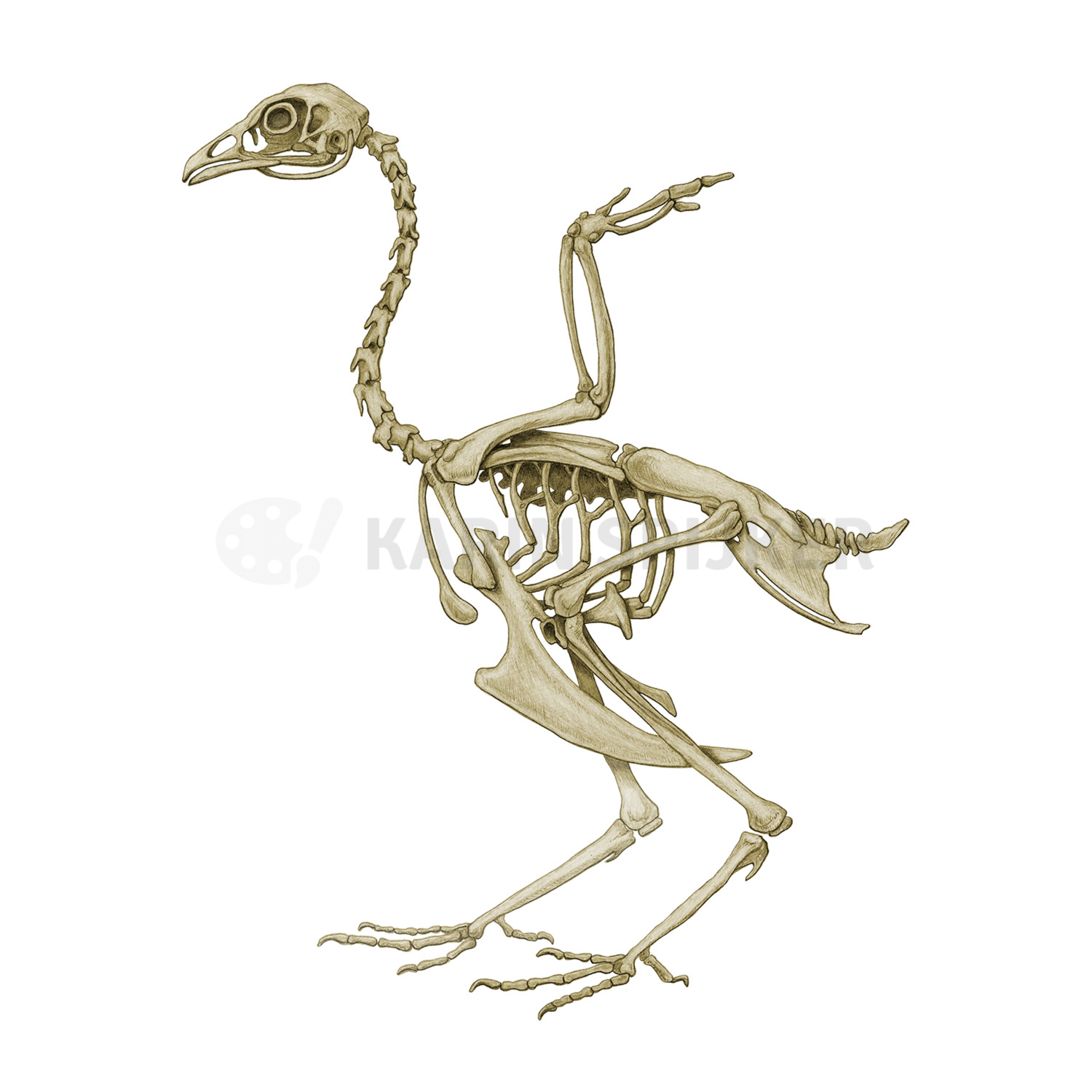 Chicken skeleton