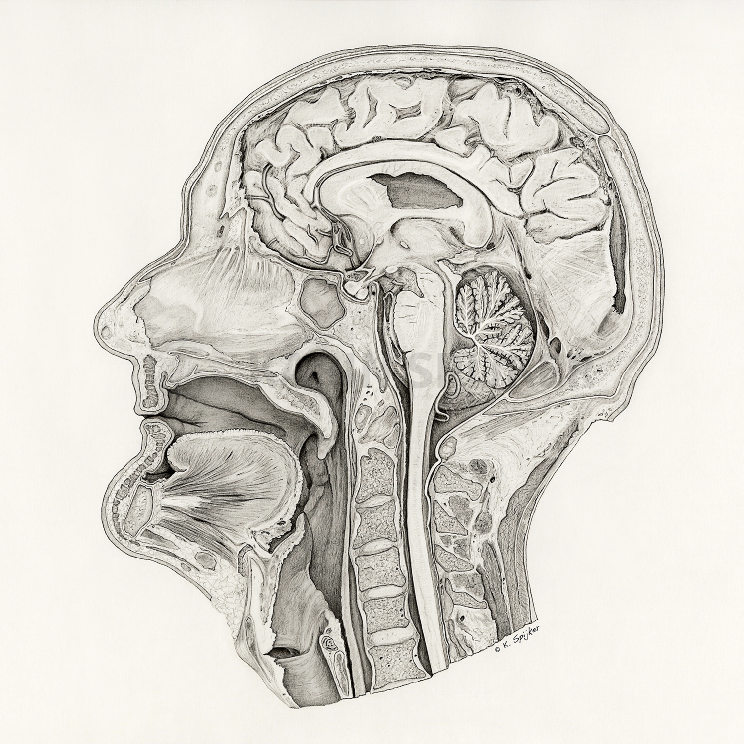 Section of a human head