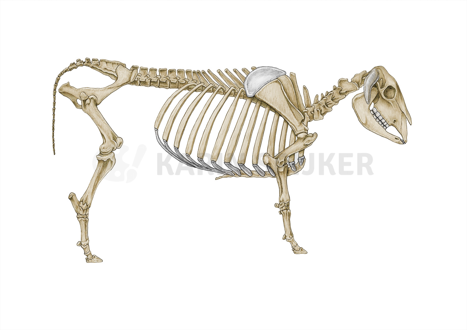 Ox skeleton