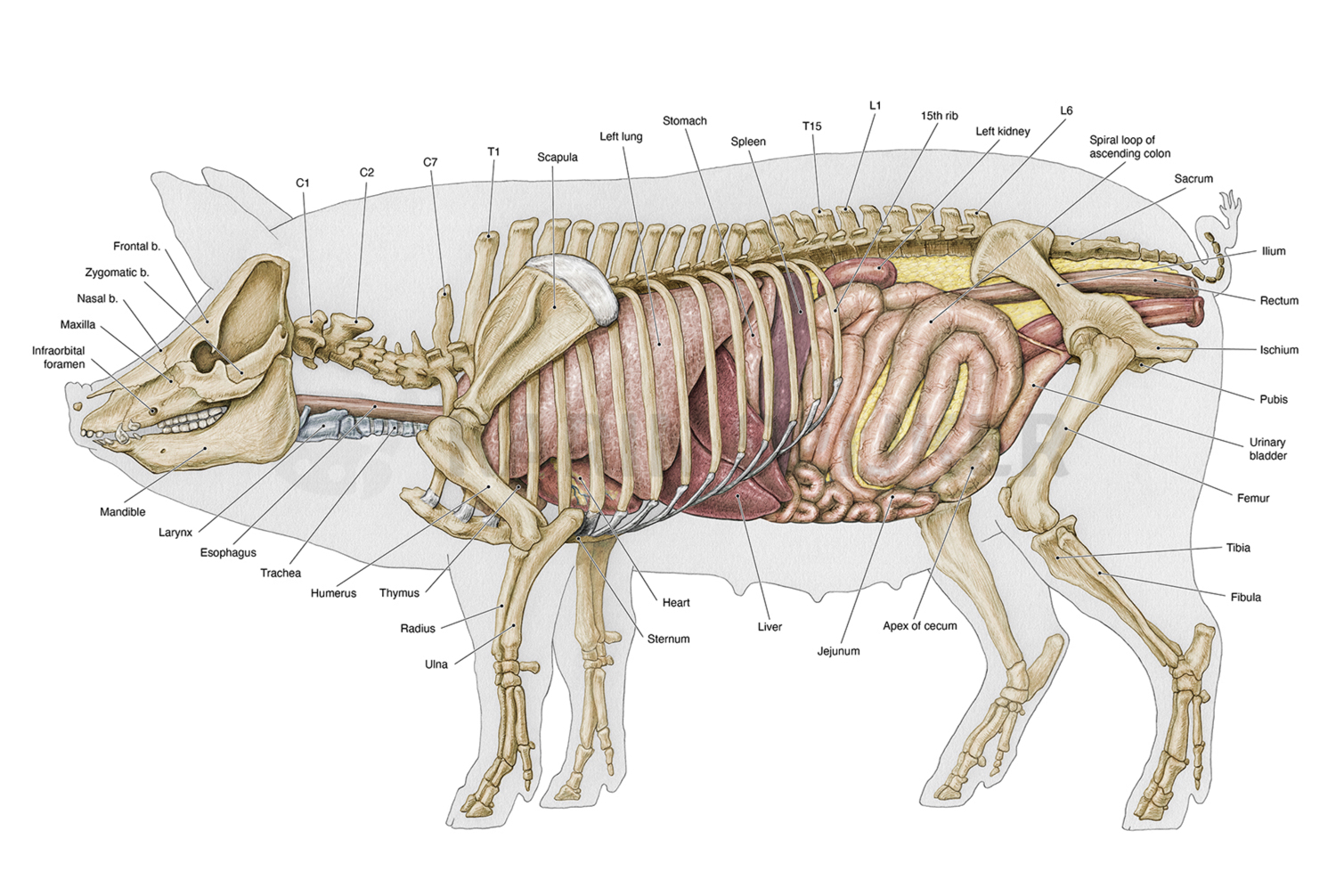 Pork skeleton with viscera