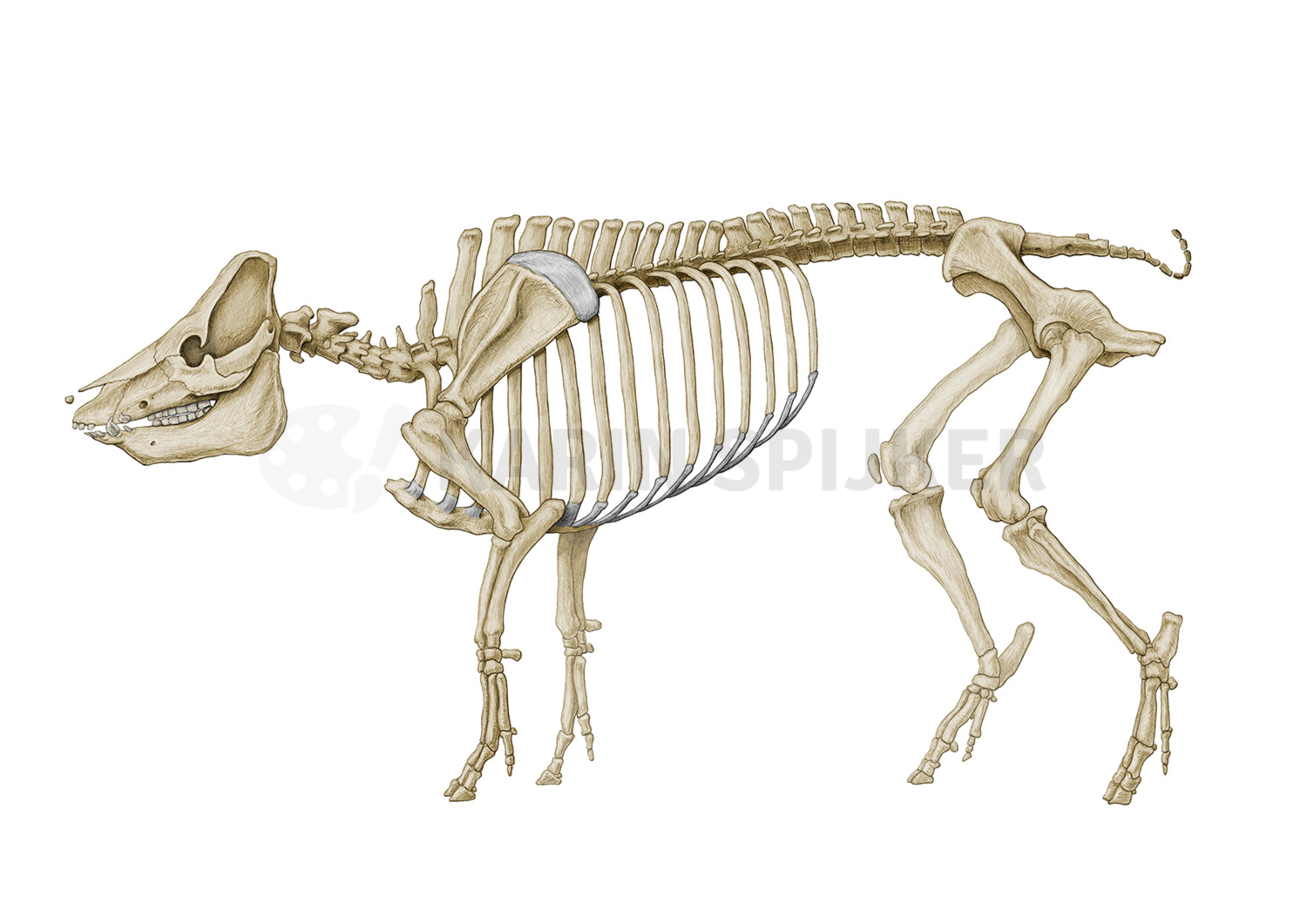 Pork skeleton