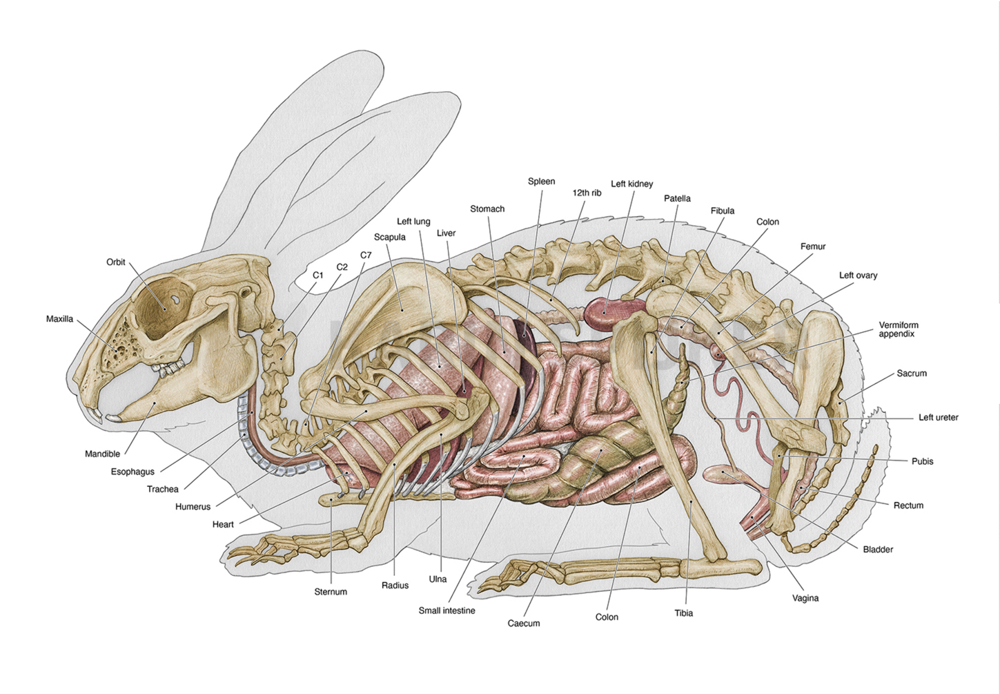 Rabbit skeleton with viscera