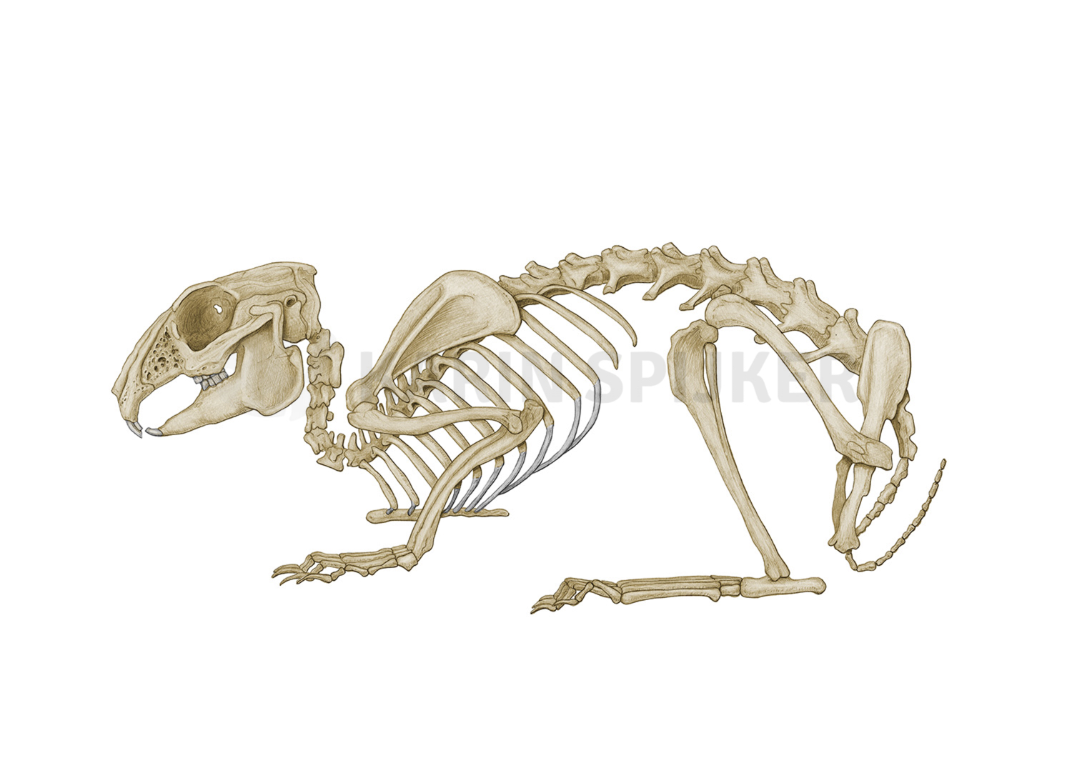 Rabbit skeleton