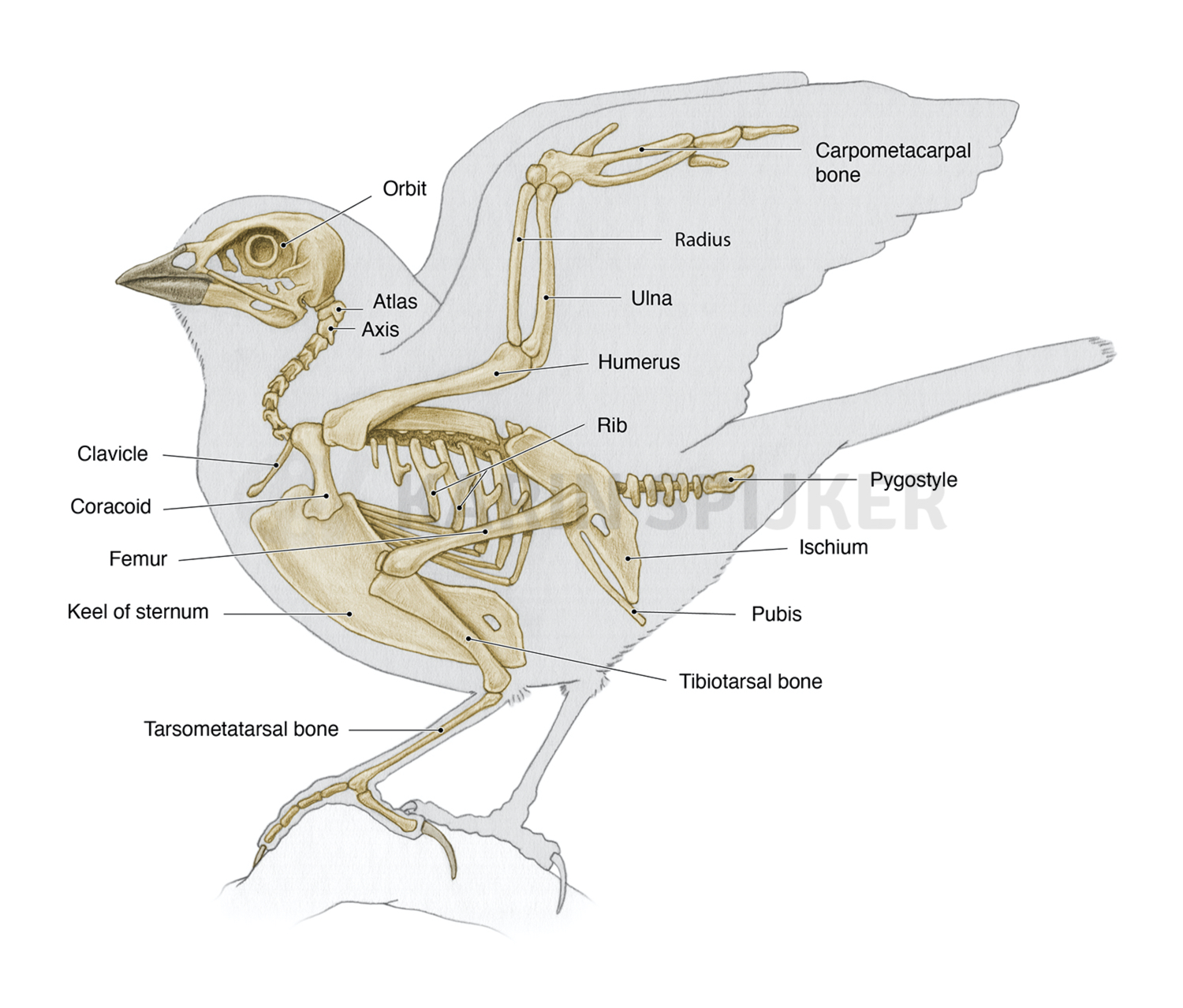 Song sparrow skeleton