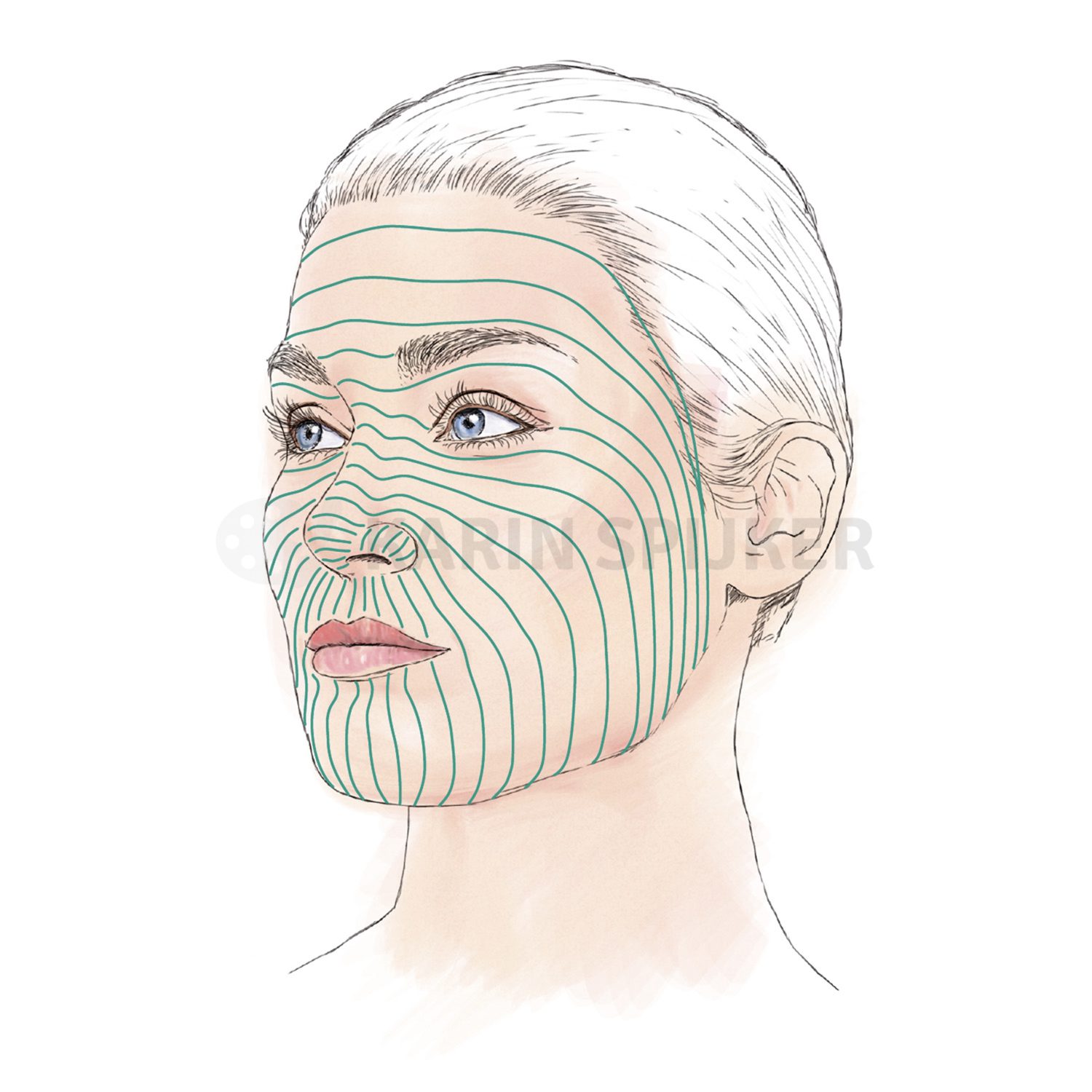 Illustration of facial anatomy for cosmetic surgery with mapping lines for aesthetic treatments.