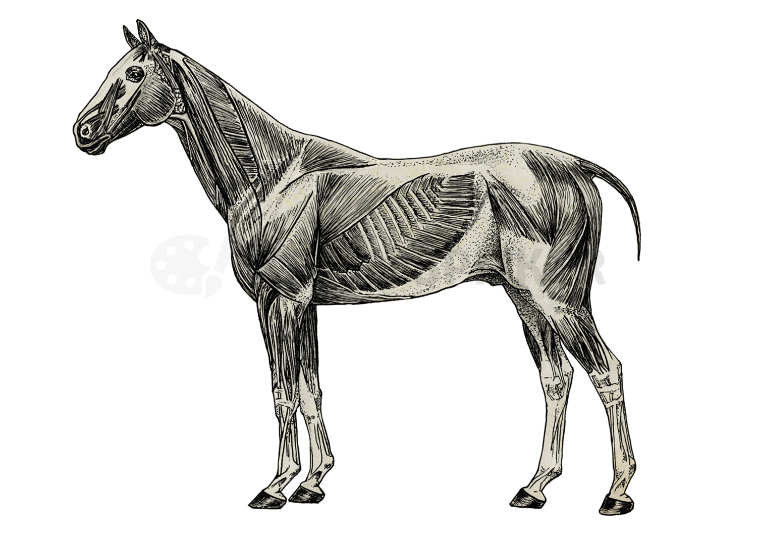 Horse superficial muscles