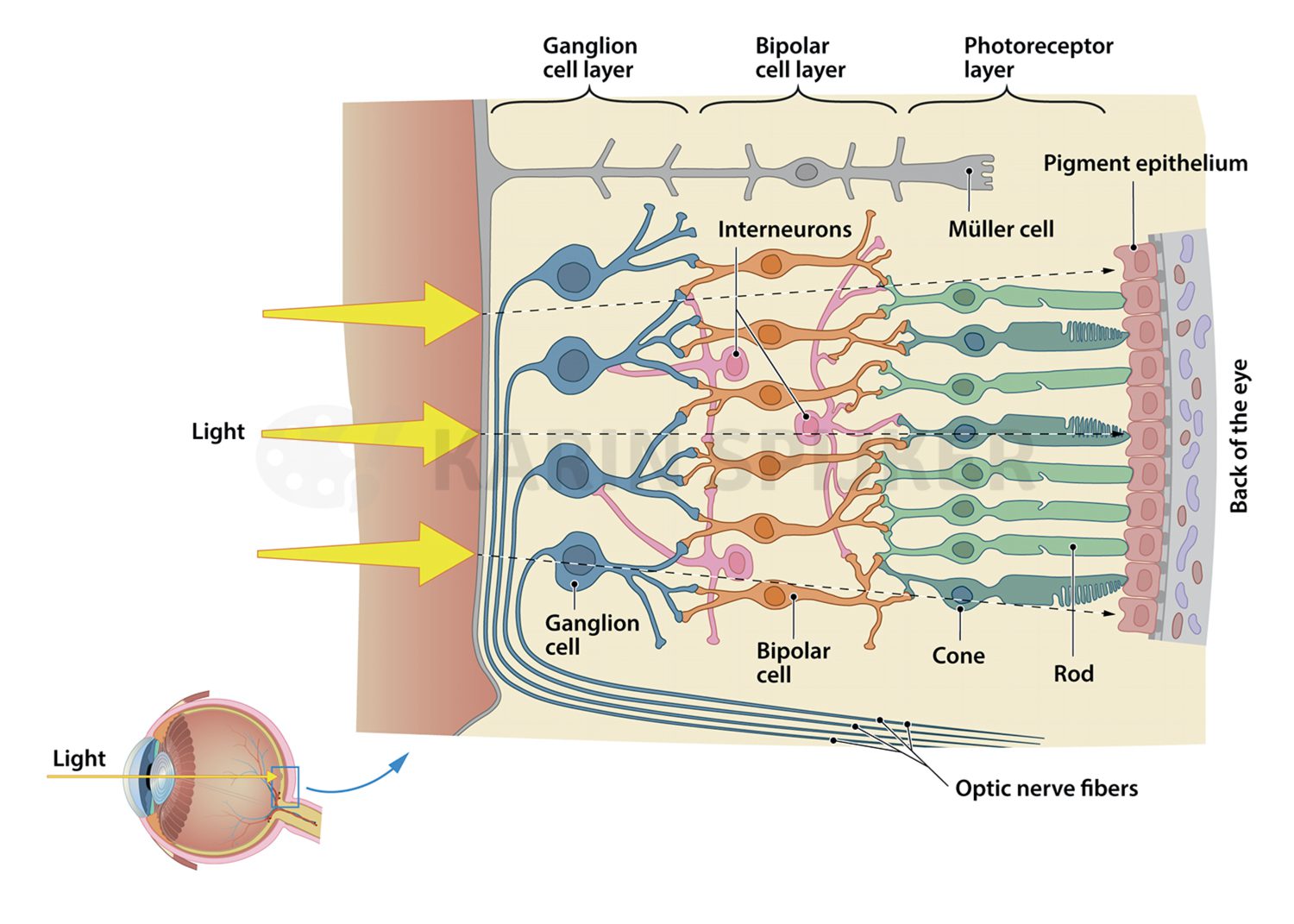 Diagram of the human retina illustrating light processing and visual signal transmission.