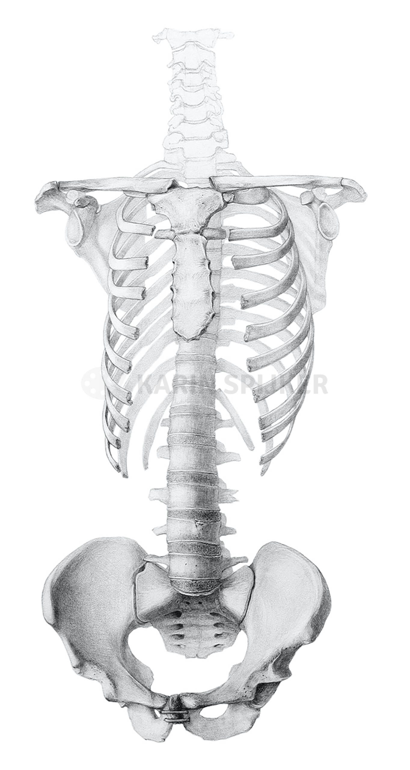 Detailed illustration of a human skeleton showcasing anatomy, bones, and skeletal structure.