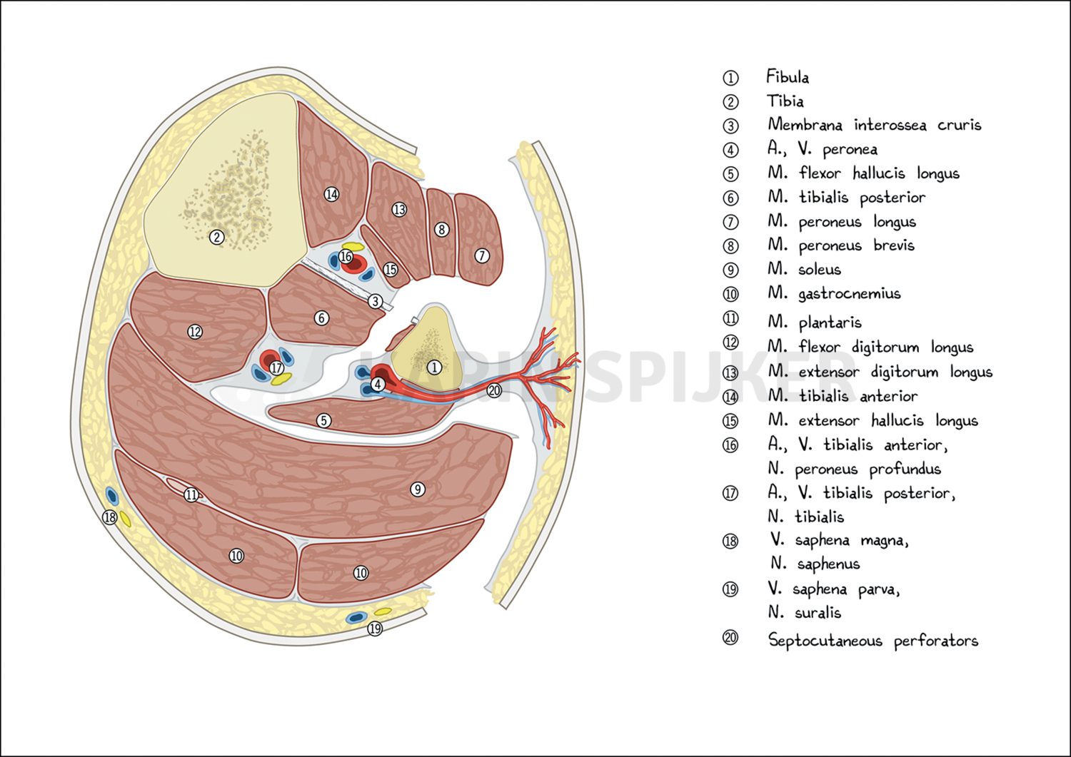 Anatomical diagram of the under limb showcasing muscles, bones, and tendons for medical education, explaining a fibular flap resection