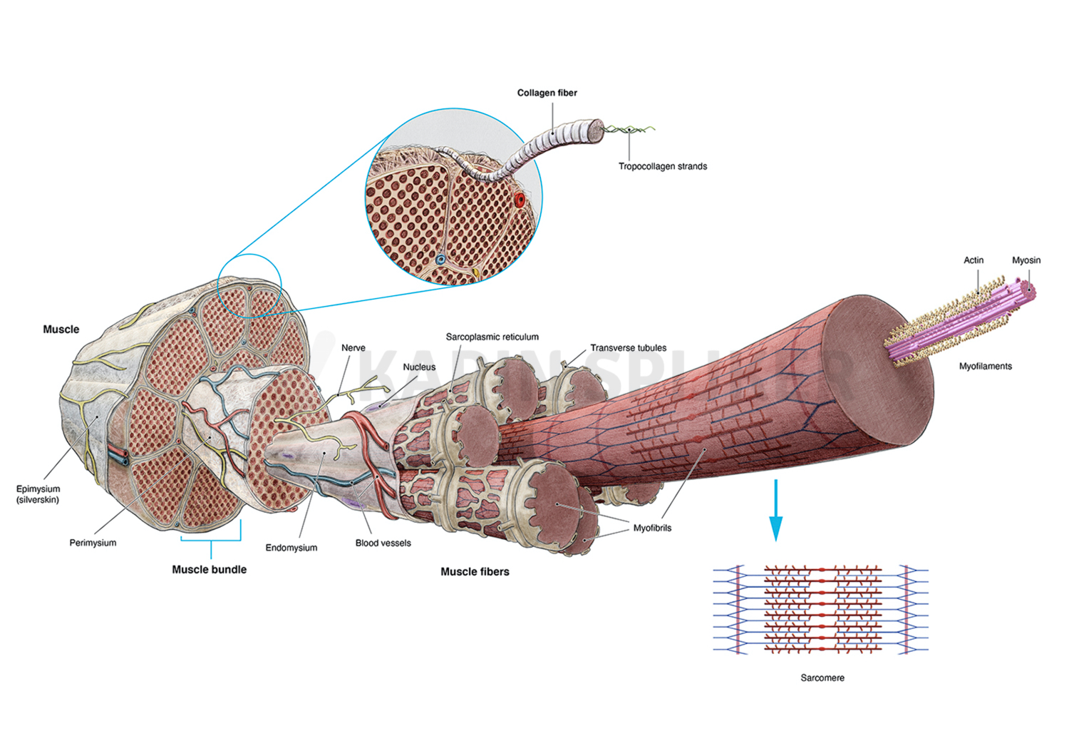 Muscle structure