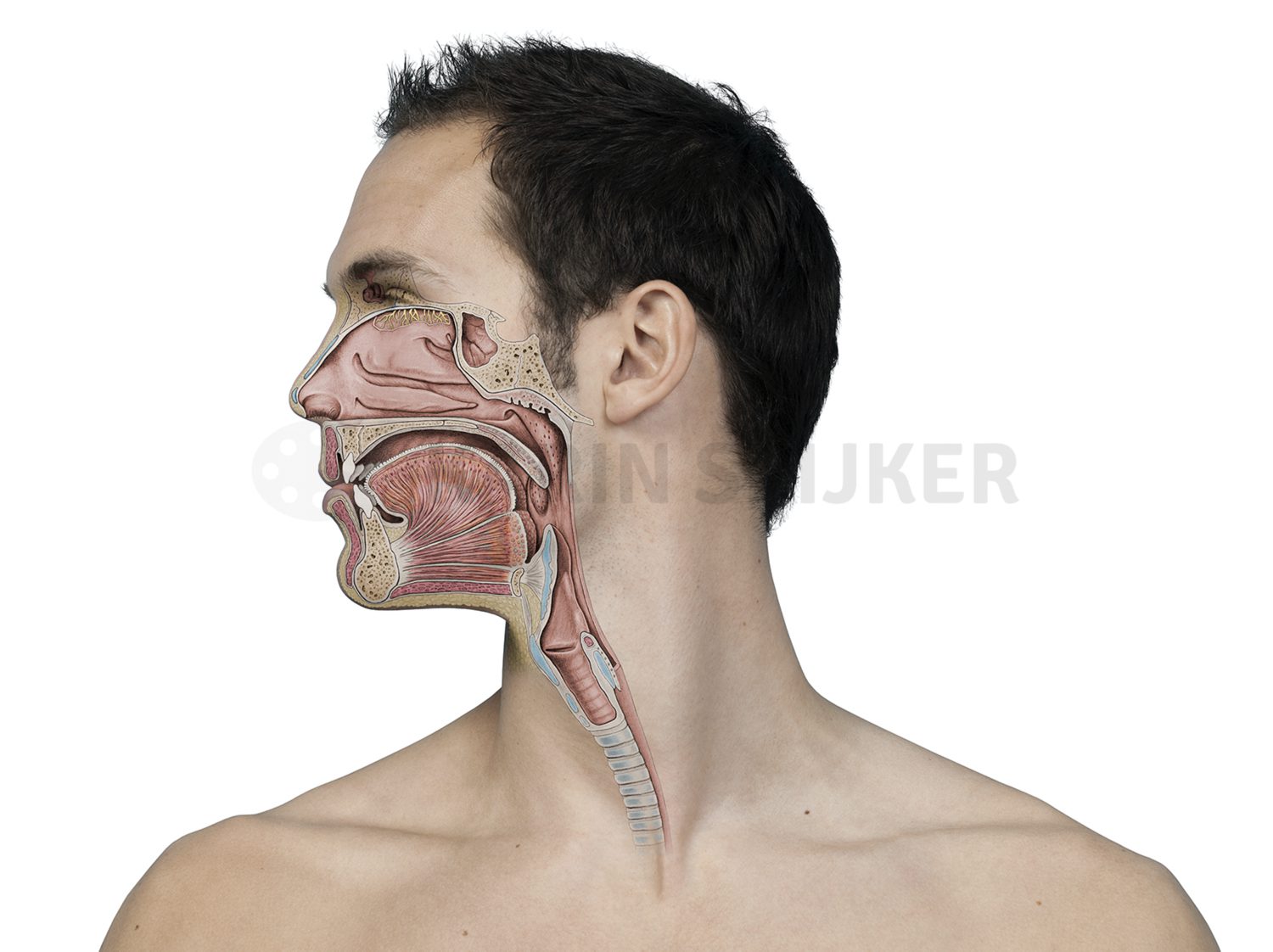 Anatomical illustration of the human throat, highlighting respiratory systems.