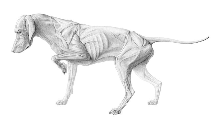 Anatomische potloodillustratie van een hond met gedetailleerde spiermassa en dynamische beweging.