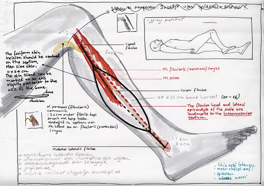 Anatomische illustratie van menselijke beenspieren en pezen, met nadruk op beweging en biomechanica.