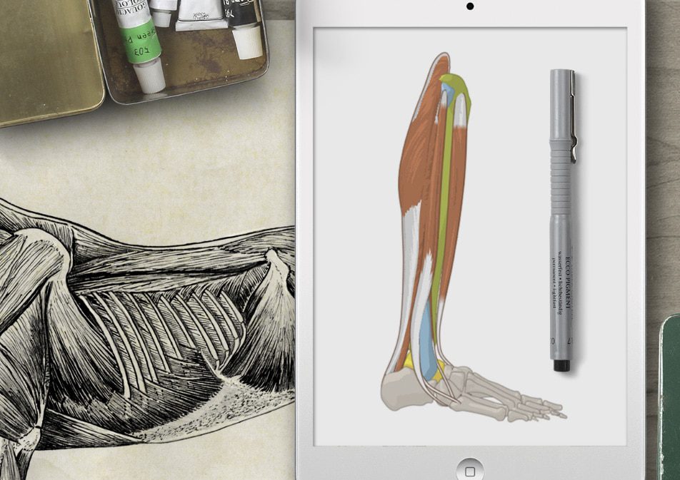 Digitale anatomische illustratie van een menselijk been combineert klassieke en moderne leermiddelen.