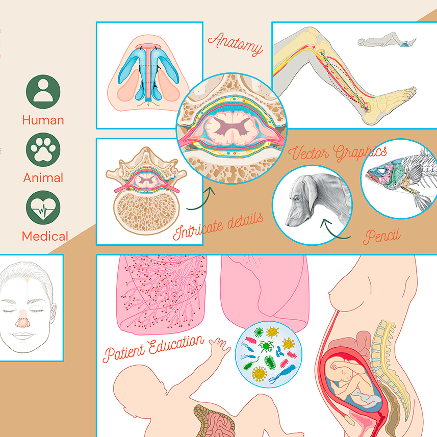 Anatomical illustrations for patient education and anatomy study, showcasing detailed human structures.