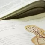 Detailed illustration of the human circulatory system from a biology textbook on anatomy.
